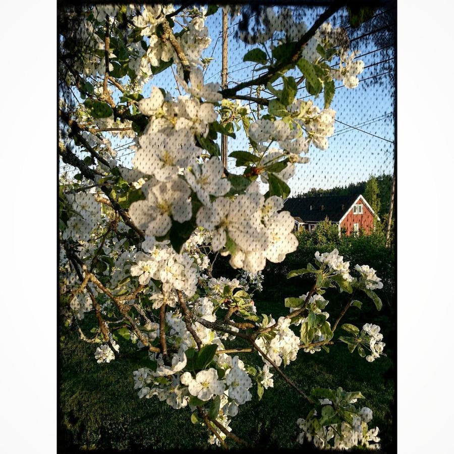 Willa Mustijoki Laukkoski ภายนอก รูปภาพ