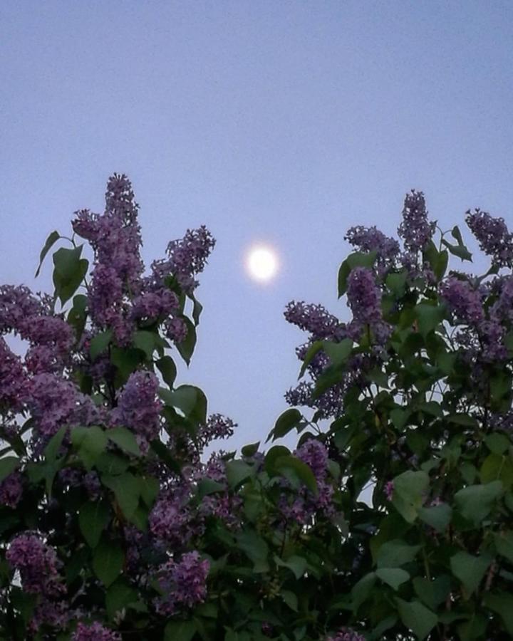 Willa Mustijoki Laukkoski ภายนอก รูปภาพ